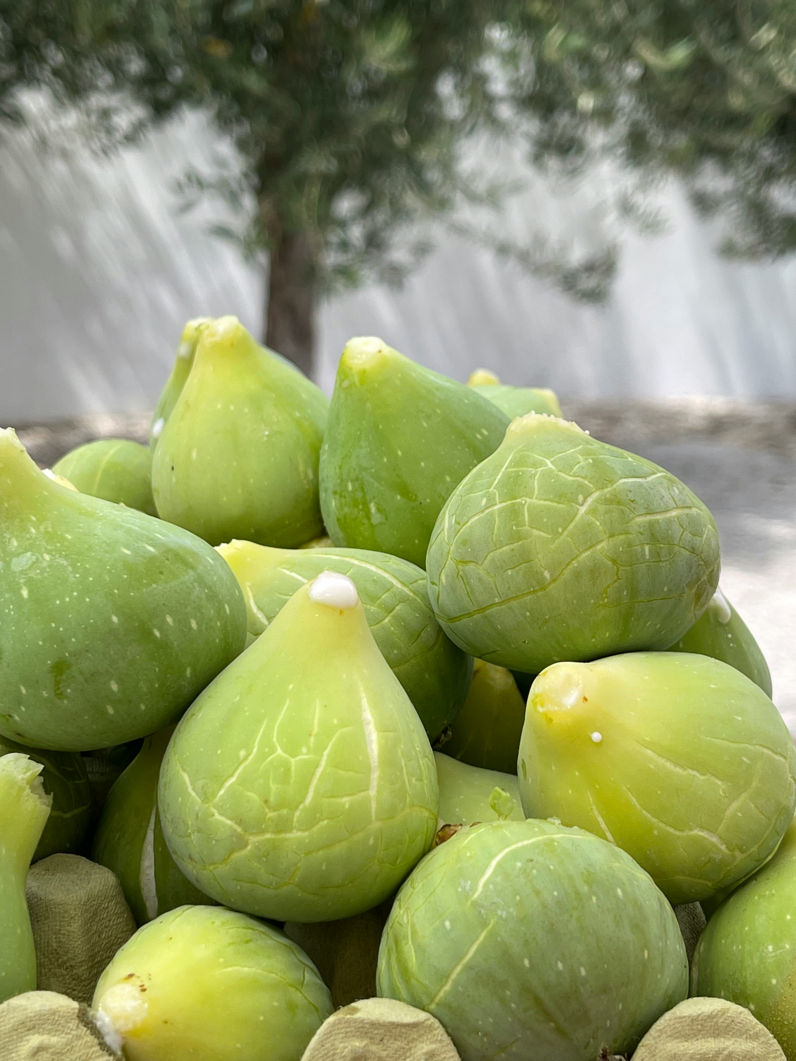 green fruit on white table